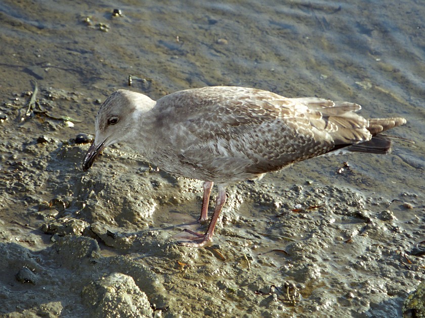 Bar Harbor and Surroundings. Gull. Bar Harbor. .