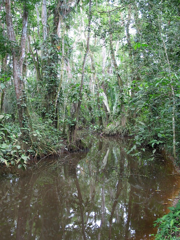 Cockscomb Basin Wildlife Sanctuary. Pond. near Dangriga. .