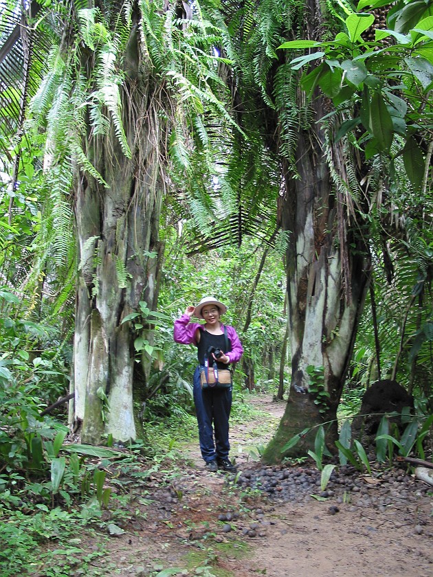 Cockscomb Basin Wildlife Sanctuary. Jungle Trail. near Dangriga. .