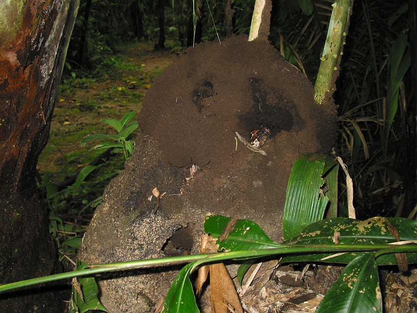 Cockscomb Basin Wildlife Sanctuary. Ant Hill. near Dangriga. .