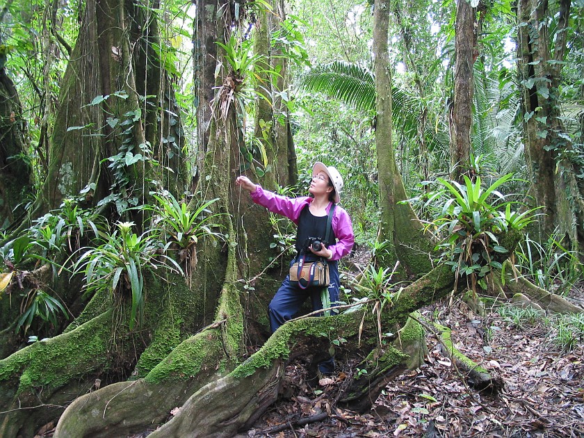 Cockscomb Basin Wildlife Sanctuary. Giant Tree. near Dangriga. .