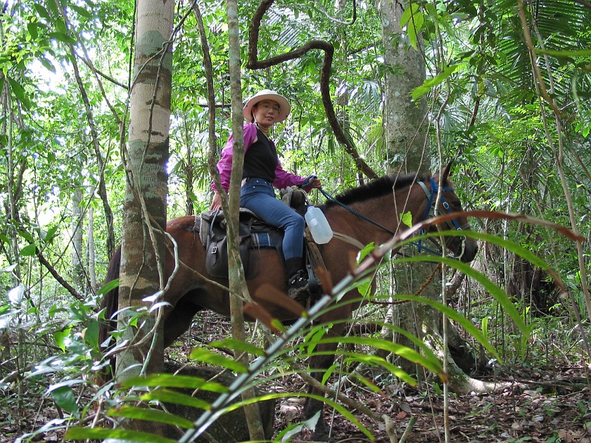 Horeseback Riding Tour in the Jungle Around San Ignacio. Jungle Trail. San Ignacio. .