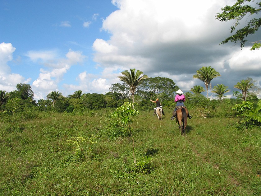 Horeseback Riding Tour in the Jungle Around San Ignacio. Jungle Trail. San Ignacio. .