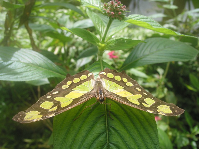 Butterfly Farm. Butterfly. Mountain Pine Ridge. .