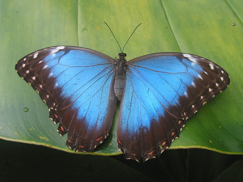 Butterfly Farm. Butterfly. Mountain Pine Ridge. .