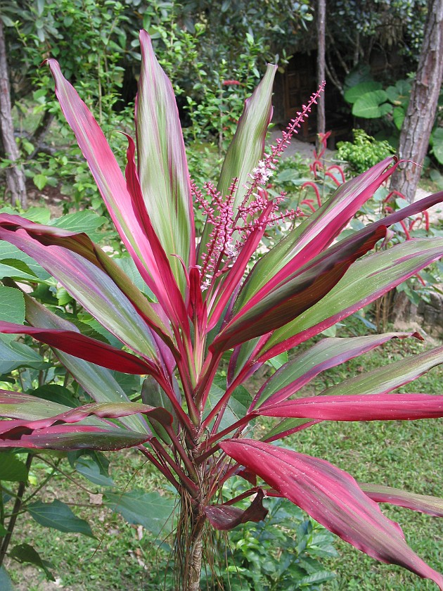 Blancaneaux Lodge. Plant. Mountain Pine Ridge. .