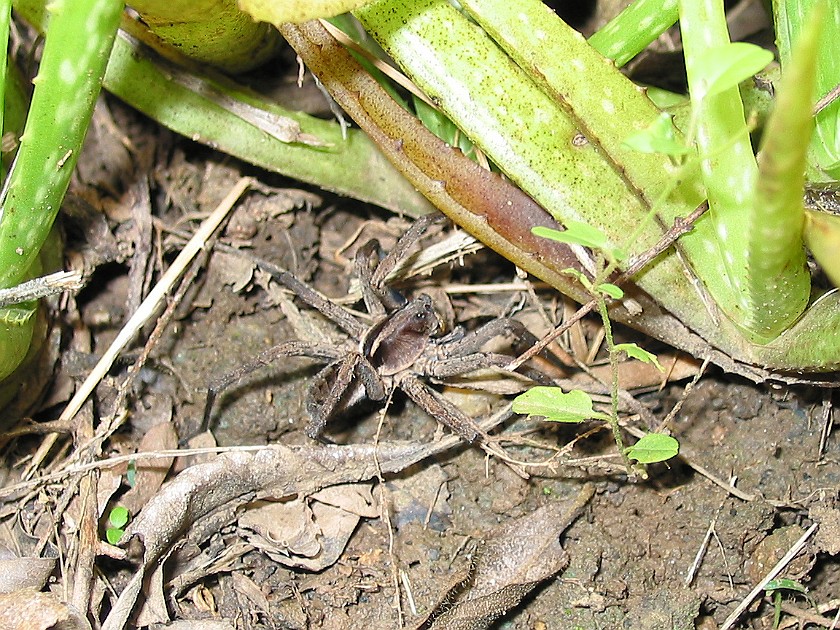Rainforest Medical Trail at Ix Chel Farms

. Spider. near San Ignacio. .