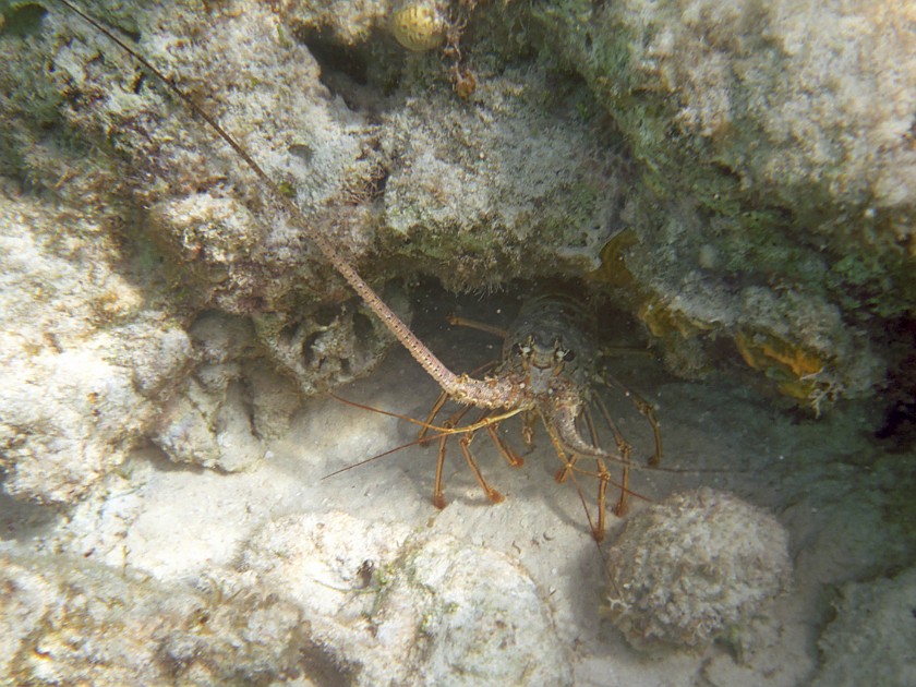 Snorkeling in the Hol Chan Marine Reserve. Snorkeling. Caye Caulker. .