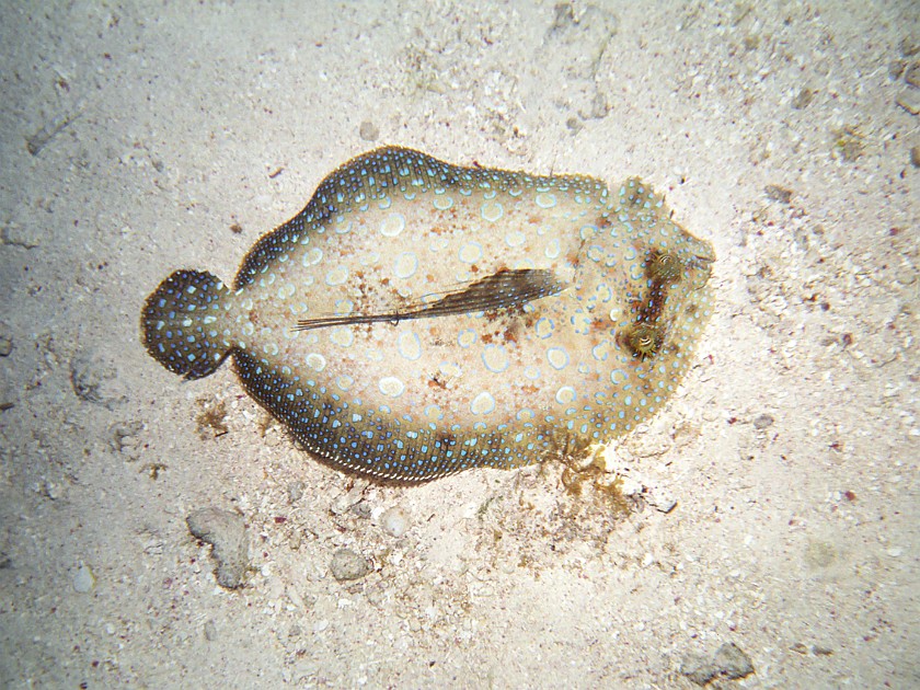 Snorkeling in the Hol Chan Marine Reserve. Snorkeling. Caye Caulker. .