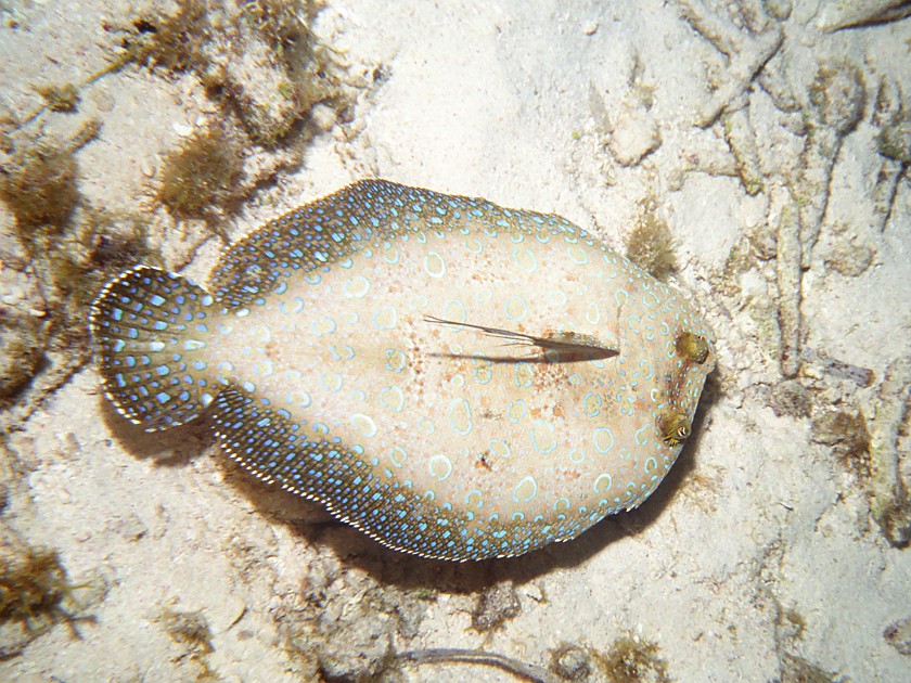 Snorkeling in the Hol Chan Marine Reserve. Snorkeling. Caye Caulker. .