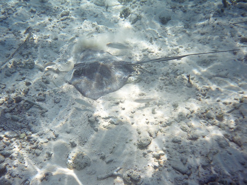 Snorkeling in the Hol Chan Marine Reserve. Snorkeling. Caye Caulker. .