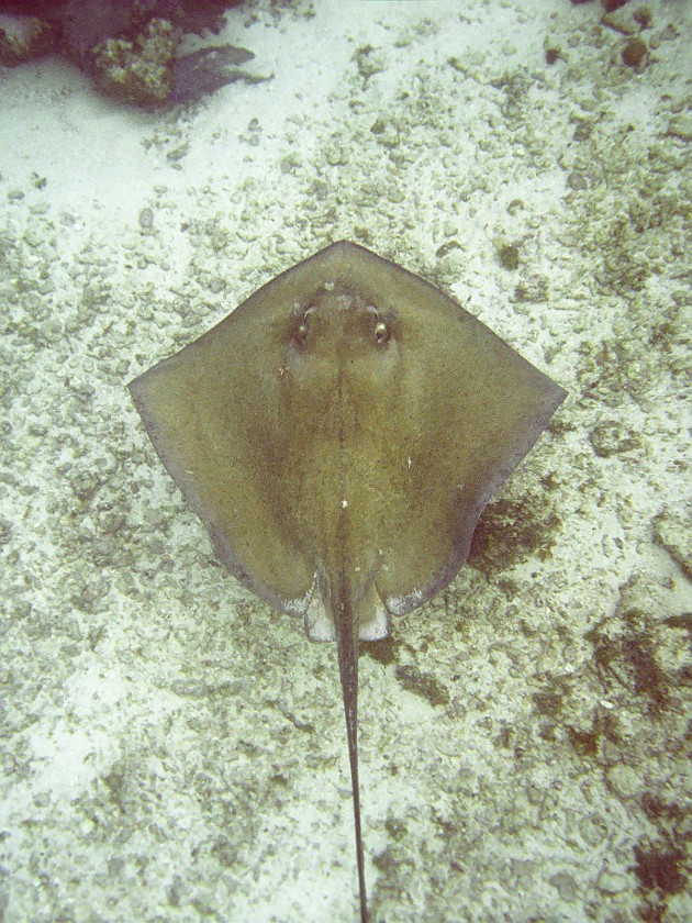 Snorkeling in the Hol Chan Marine Reserve. Snorkeling. Caye Caulker. .