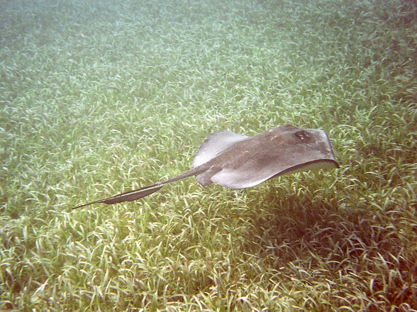 Snorkeling in the Hol Chan Marine Reserve. Snorkeling. Caye Caulker. .