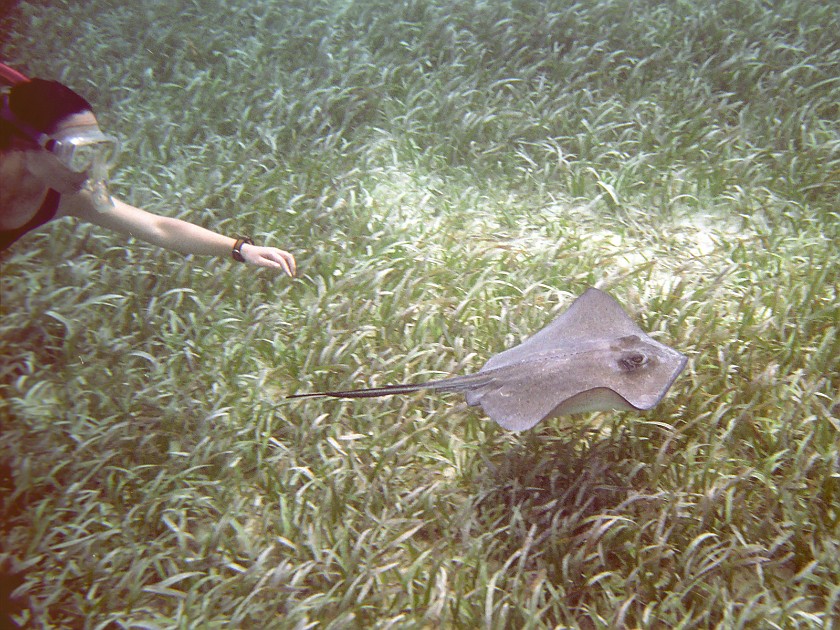 Snorkeling in the Hol Chan Marine Reserve. Snorkeling. Caye Caulker. .