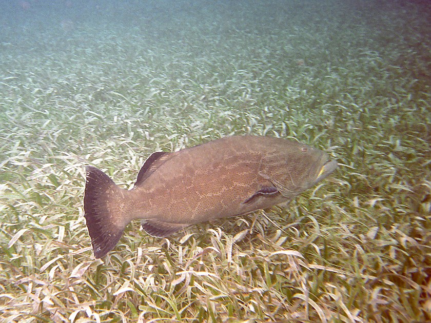 Snorkeling in the Hol Chan Marine Reserve. Snorkeling. Caye Caulker. .