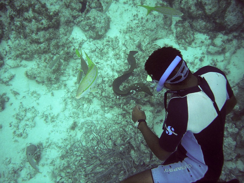 Snorkeling in the Hol Chan Marine Reserve. Snorkeling. Caye Caulker. .