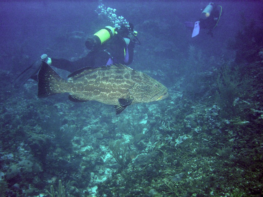 Diving East of Caye Caulker. Diving. Caye Caulker. .
