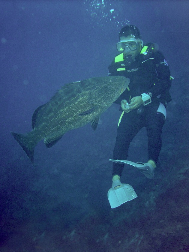 Diving East of Caye Caulker. Diving. Caye Caulker. .