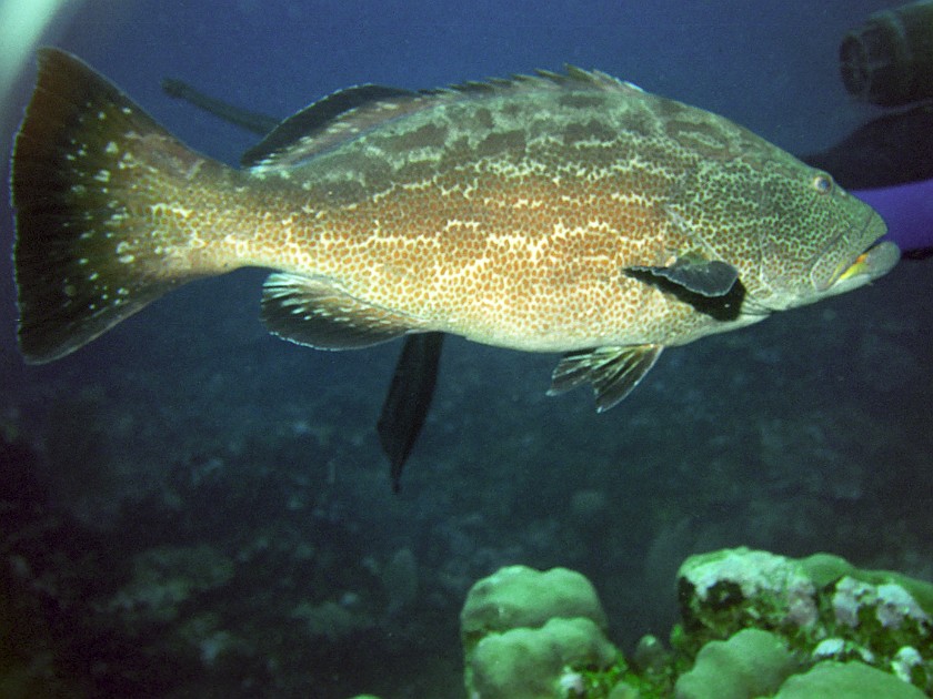Diving East of Caye Caulker. Diving. Caye Caulker. .
