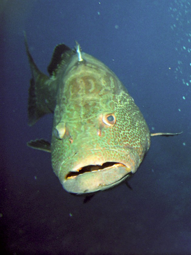 Diving East of Caye Caulker. Diving. Caye Caulker. .