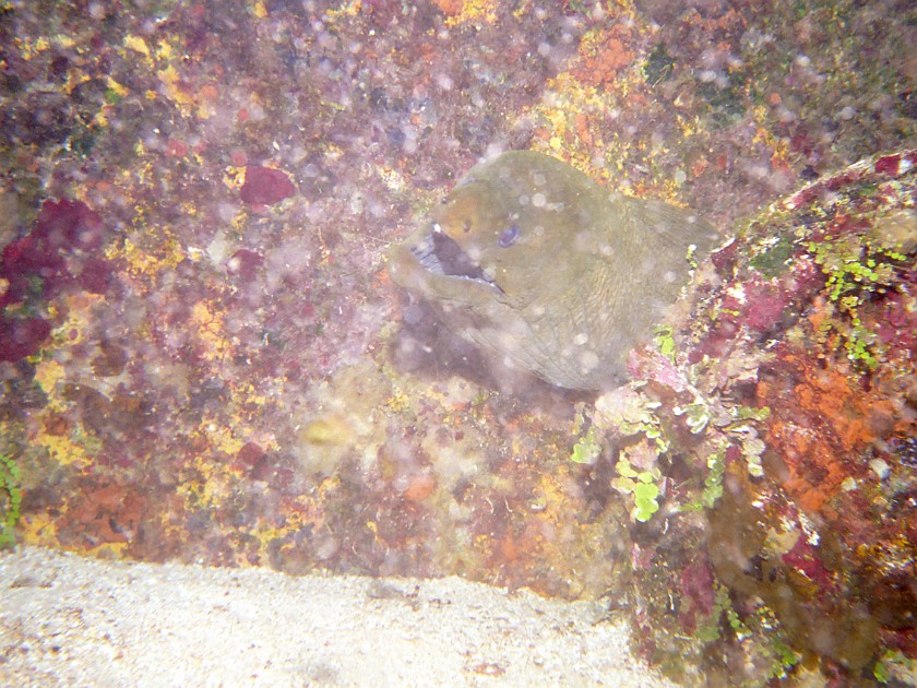 Diving East of Caye Caulker. Diving. Caye Caulker. .