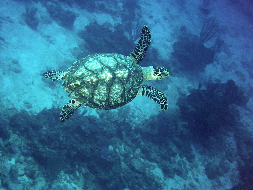 Diving East of Caye Caulker. Diving. Caye Caulker. .
