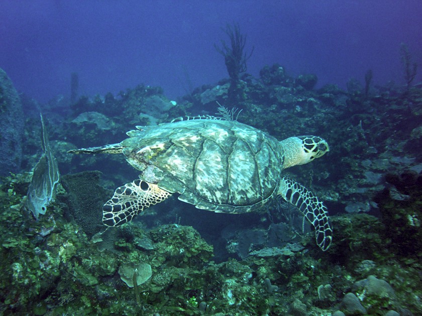 Diving East of Caye Caulker. Diving. Caye Caulker. .