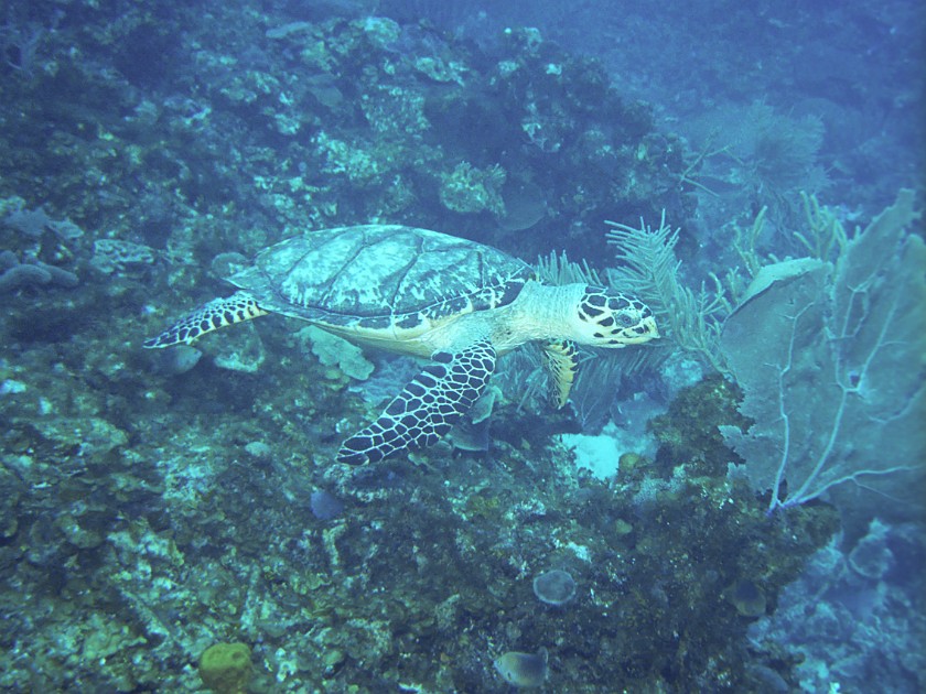 Diving East of Caye Caulker. Diving. Caye Caulker. .