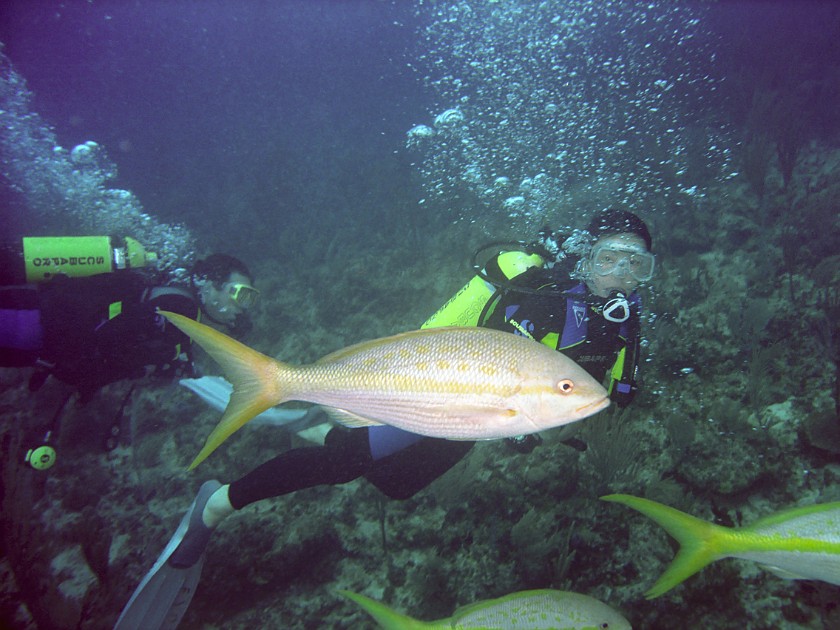 Diving East of Caye Caulker. Diving. Caye Caulker. .