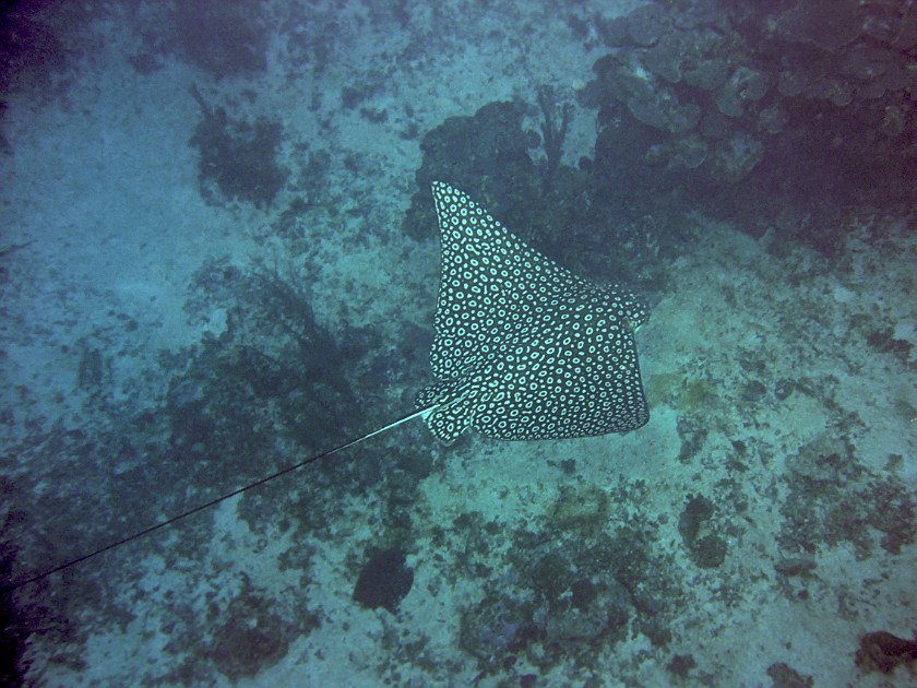 Diving East of Caye Caulker. Diving. Caye Caulker. .