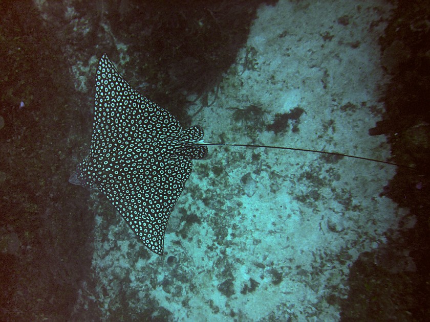 Diving East of Caye Caulker. Diving. Caye Caulker. .