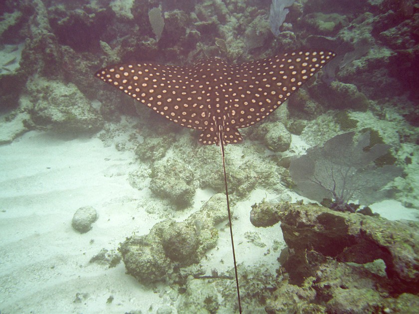 Diving East of Caye Caulker. Diving. Caye Caulker. .