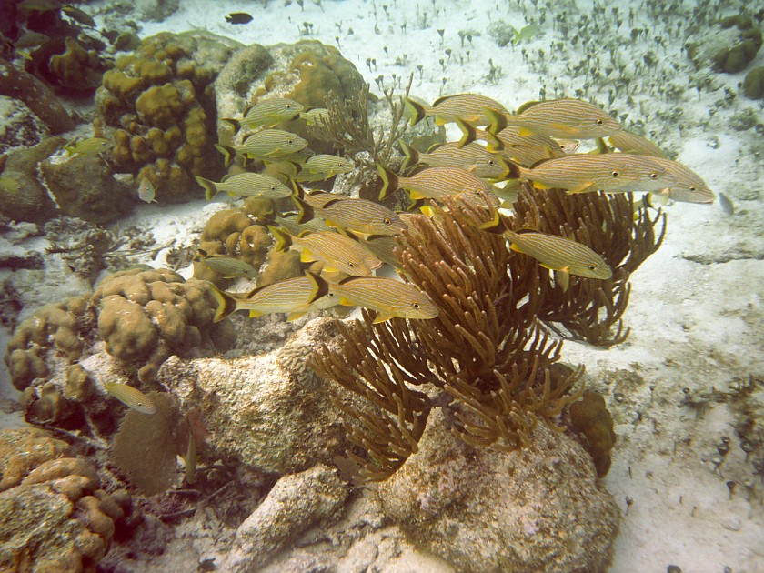 Diving East of Caye Caulker. Diving. Caye Caulker. .