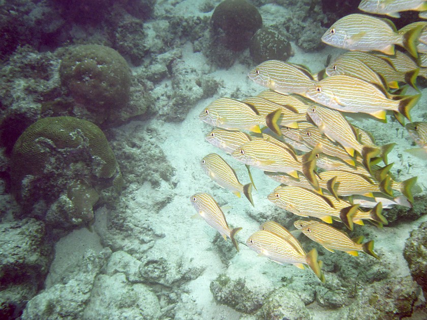 Diving East of Caye Caulker. Diving. Caye Caulker. .