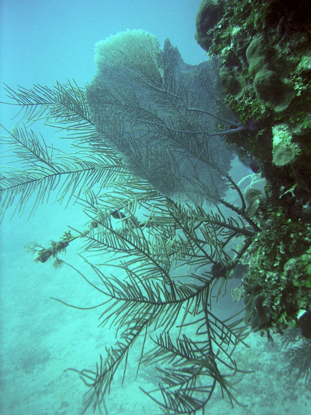 Diving East of Caye Caulker. Diving. Caye Caulker. .