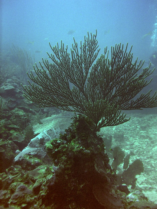 Diving East of Caye Caulker. Diving. Caye Caulker. .