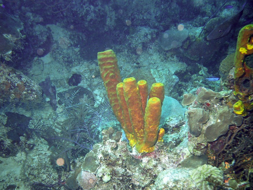 Diving East of Caye Caulker. Diving. Caye Caulker. .