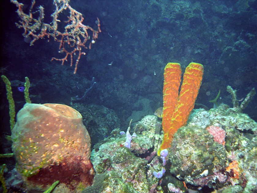 Diving East of Caye Caulker. Diving. Caye Caulker. .