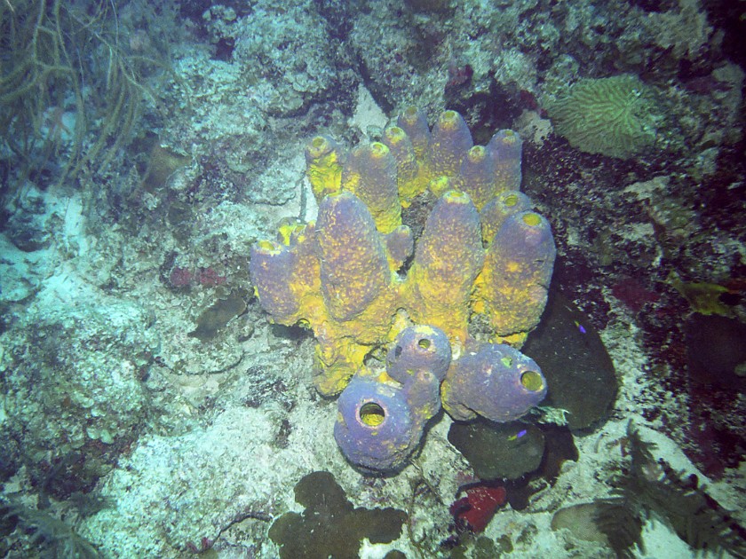 Diving East of Caye Caulker. Diving. Caye Caulker. .