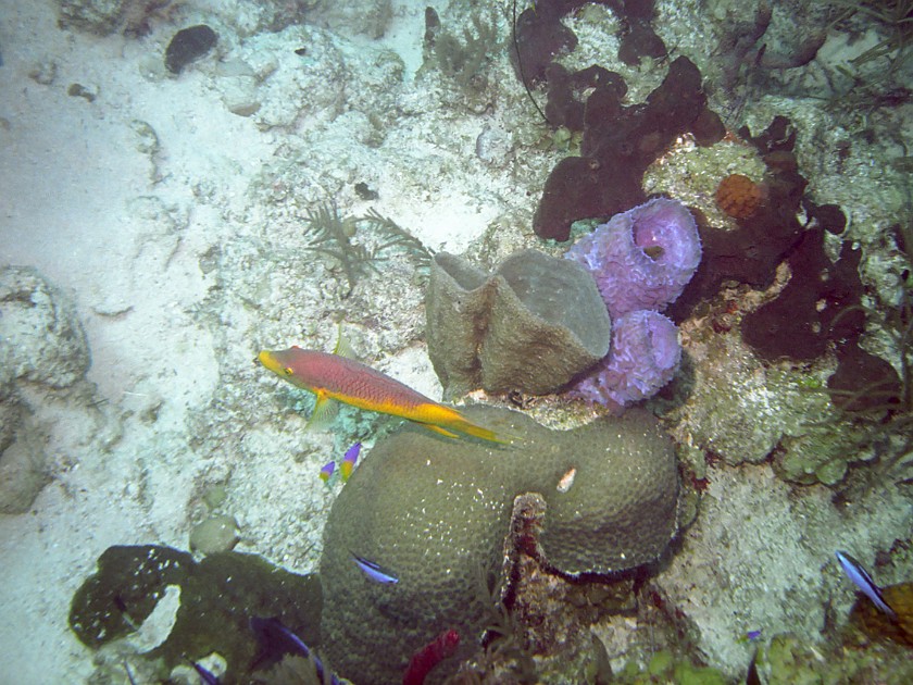 Diving East of Caye Caulker. Diving. Caye Caulker. .