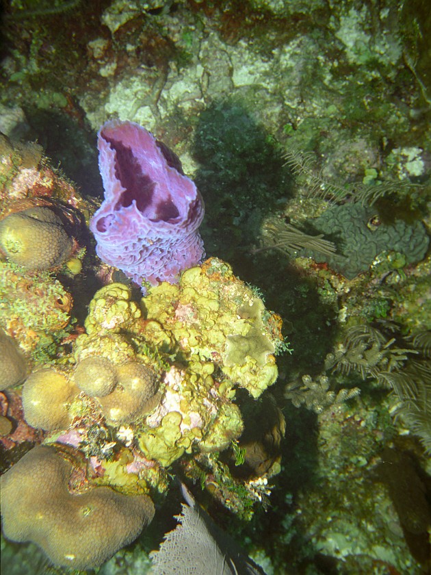 Diving East of Caye Caulker. Diving. Caye Caulker. .