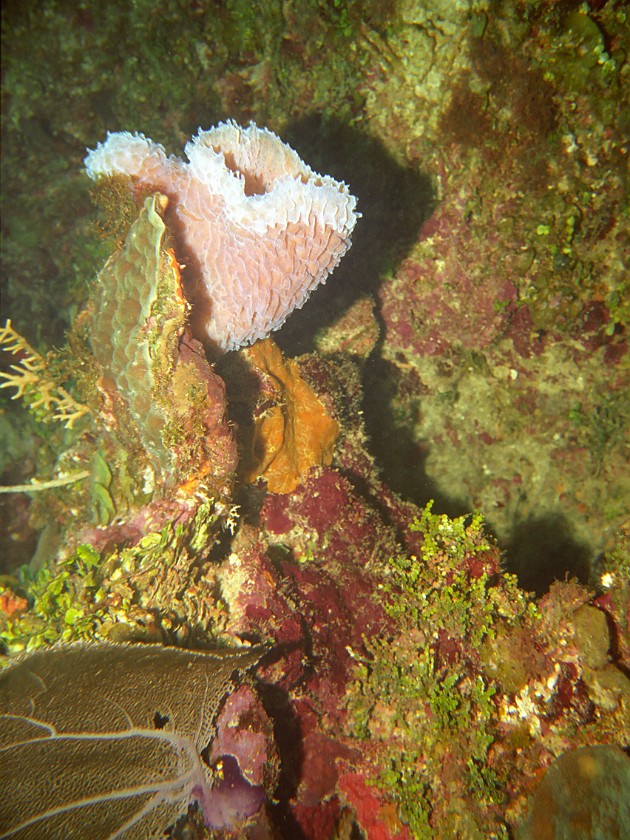 Diving East of Caye Caulker. Diving. Caye Caulker. .