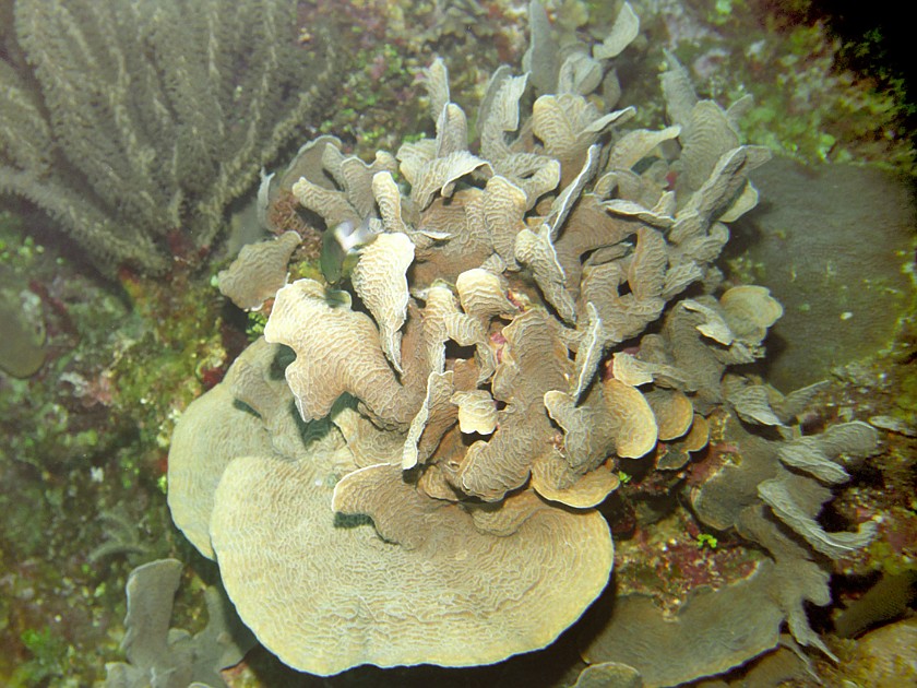 Diving East of Caye Caulker. Diving. Caye Caulker. .