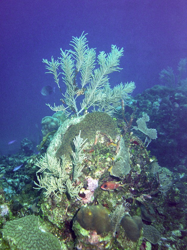 Diving East of Caye Caulker. Diving. Caye Caulker. .