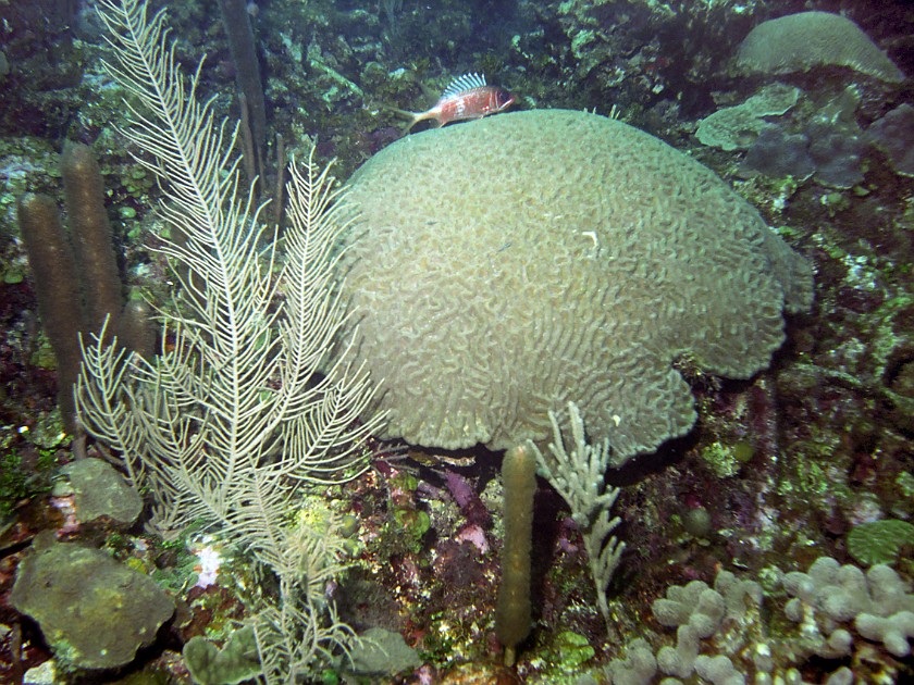 Diving East of Caye Caulker. Diving. Caye Caulker. .