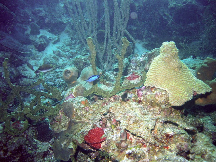 Diving East of Caye Caulker. Diving. Caye Caulker. .