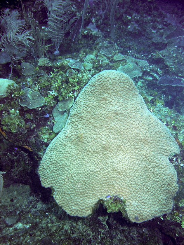 Diving East of Caye Caulker. Diving. Caye Caulker. .