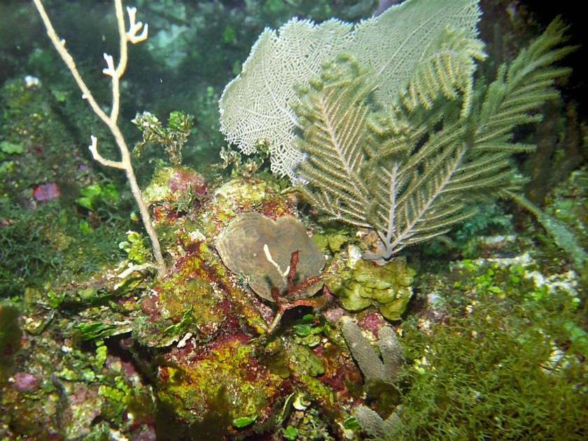 Diving East of Caye Caulker. Diving. Caye Caulker. .
