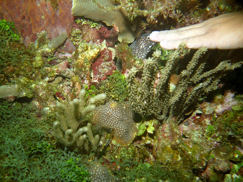 Diving East of Caye Caulker. Diving. Caye Caulker. .
