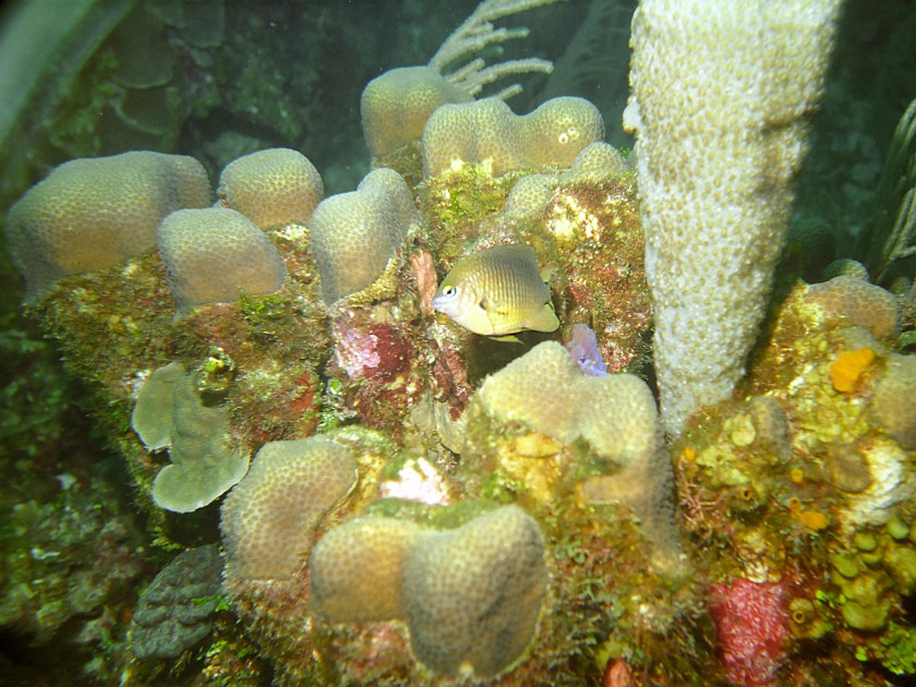 Diving East of Caye Caulker. Diving. Caye Caulker. .